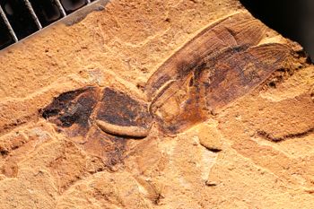 Media type: image;   Entomology PALE-1715
